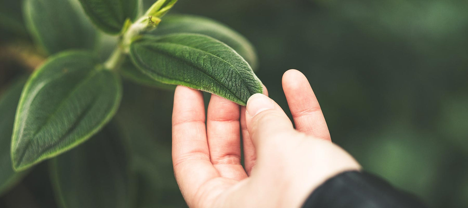 Hand holding leaf of green plant